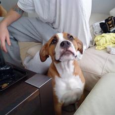 Blanding af racer Nemo