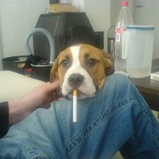 Blanding af racer Nemo