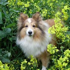 Collie langhåret Bella *AFLIVET*