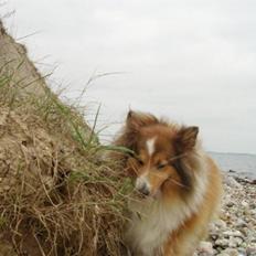 Collie langhåret Bella *AFLIVET*