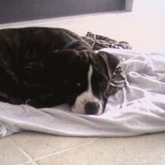 Amerikansk staffordshire terrier Tiger