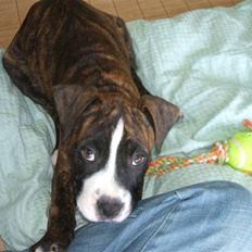 Amerikansk staffordshire terrier Tiger