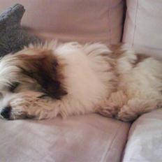 Bichon havanais Gizmo <3 DØD :'( 