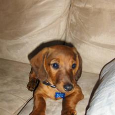 Blanding af racer Bobby (SOLGT)