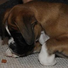 Boxer Apollo