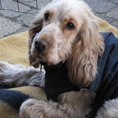 Cocker spaniel Aslan