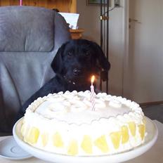 Blanding af racer Labrador/Gravhund COCO. R:I:P: lille skat
