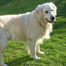 Golden retriever Joker