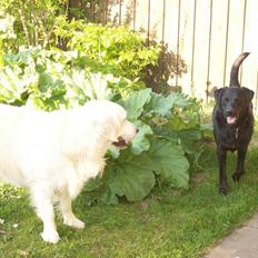 Golden retriever Joker