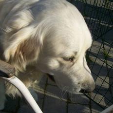 Golden retriever Joker