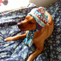 Rhodesian ridgeback M'Gongo Tasu A Saba