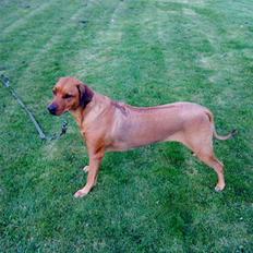 Rhodesian ridgeback M'Gongo Tasu A Saba