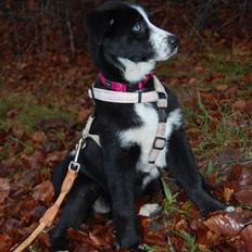 Blanding af racer Bluetooth