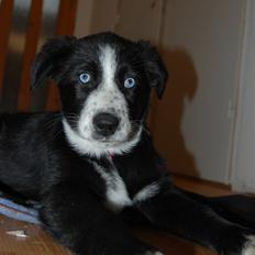 Blanding af racer Bluetooth