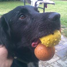 Blanding af racer Simba<3 <3 RIP