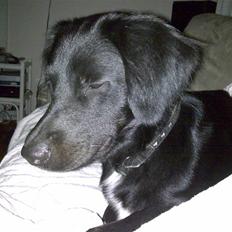 Blanding af racer Simba<3 <3 RIP