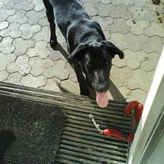 Labrador retriever Max