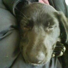 Labrador retriever Max