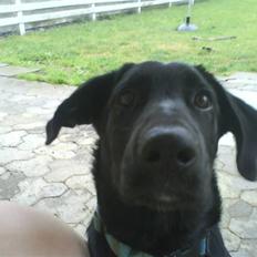 Labrador retriever Max