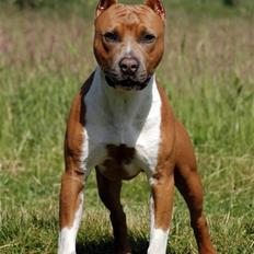 Amerikansk staffordshire terrier Alvarez's Dry Ice
