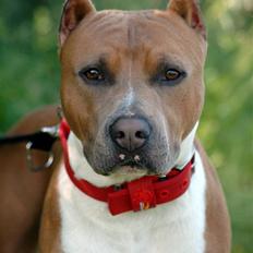 Amerikansk staffordshire terrier Alvarez's Dry Ice