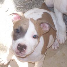 Amerikansk staffordshire terrier Baily