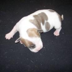 Amerikansk staffordshire terrier Baily