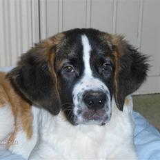 Sankt bernhardshund donna
