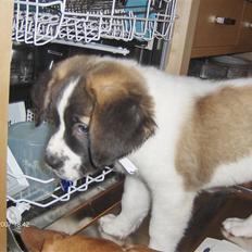 Sankt bernhardshund donna