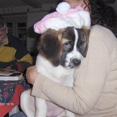 Sankt bernhardshund donna