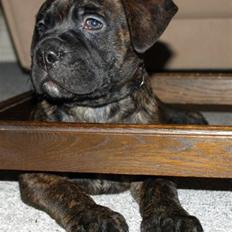 Blanding af racer Harley