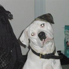 Amerikansk bulldog Malli solgt