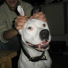 Amerikansk bulldog Malli solgt