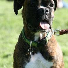 Boxer Roma