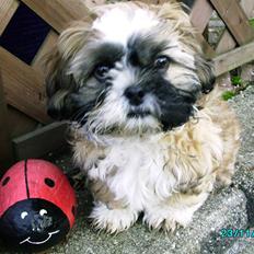 Shih tzu Anton