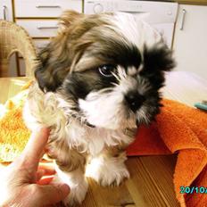 Shih tzu Anton