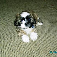 Shih tzu Anton