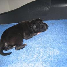 Staffordshire bull terrier Lusty Liza *Solgt*