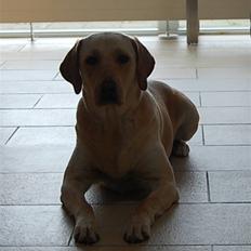 Labrador retriever Clara