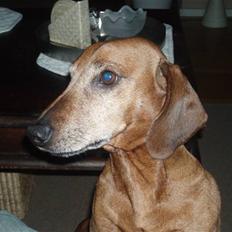 Gravhund Fille R.I.P 1998-2011