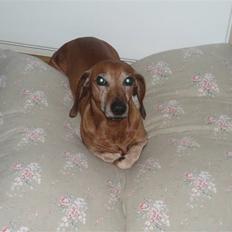 Gravhund Fille R.I.P 1998-2011