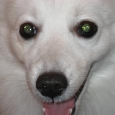 Japansk spids Kisujin Sekai-Ichi Micha