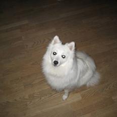 Japansk spids Kisujin Sekai-Ichi Micha