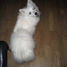 Japansk spids Kisujin Sekai-Ichi Micha