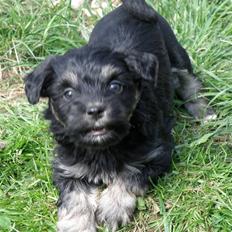 Løwchen Hunter