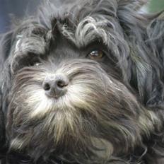 Løwchen Hunter