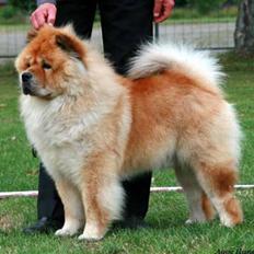 Chow chow Bidachows Gentle Gibson