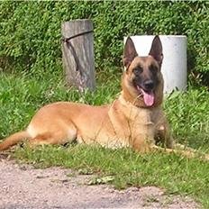 Malinois Hexe