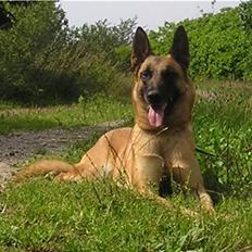 Malinois Hexe