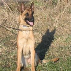 Malinois Hexe